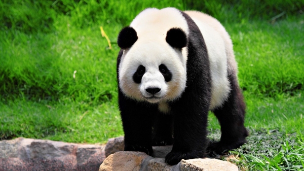 El oso panda es un símbolo de las políticas de conservación de especies (Shutterstock)