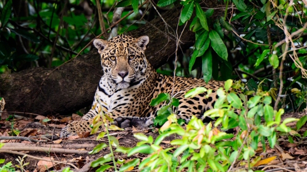 El yaguareté es un felino autóctono de las regiones sudamericanas (Shutterstock)