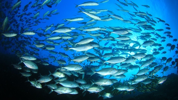 Los organismos de conservación reclaman el cese urgente de su pesca (Shutterstock)