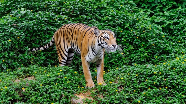 En un reciente sondeo la cantidad de tigres fue de 3.890 ejemplares (Shutterstock)