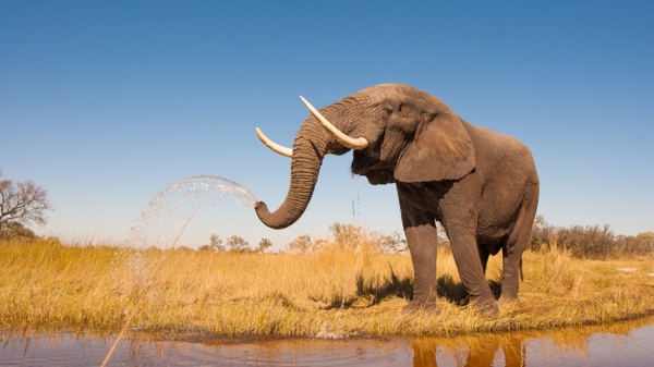 El marfil de los elefantes es un tesoro para el mercado negro (Shutterstock)