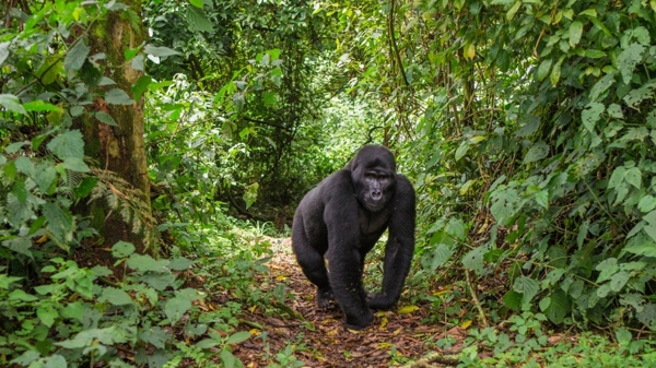 Los gorilas están en peligro de extinción por la caza furtiva (Shutterstock)