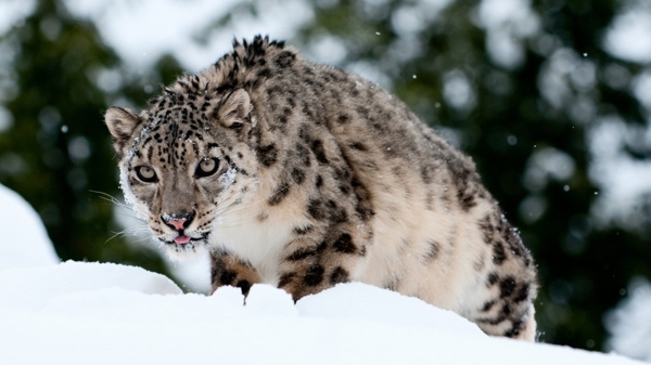 La piel del leopardo de las nieves es muy solicitada en el tráfico ilegal de pieles de animales (Shutterstock)